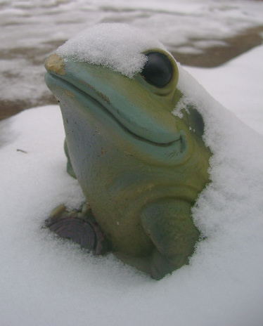 [snow+frog.jpg]