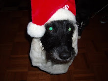 The Original shortblackdog