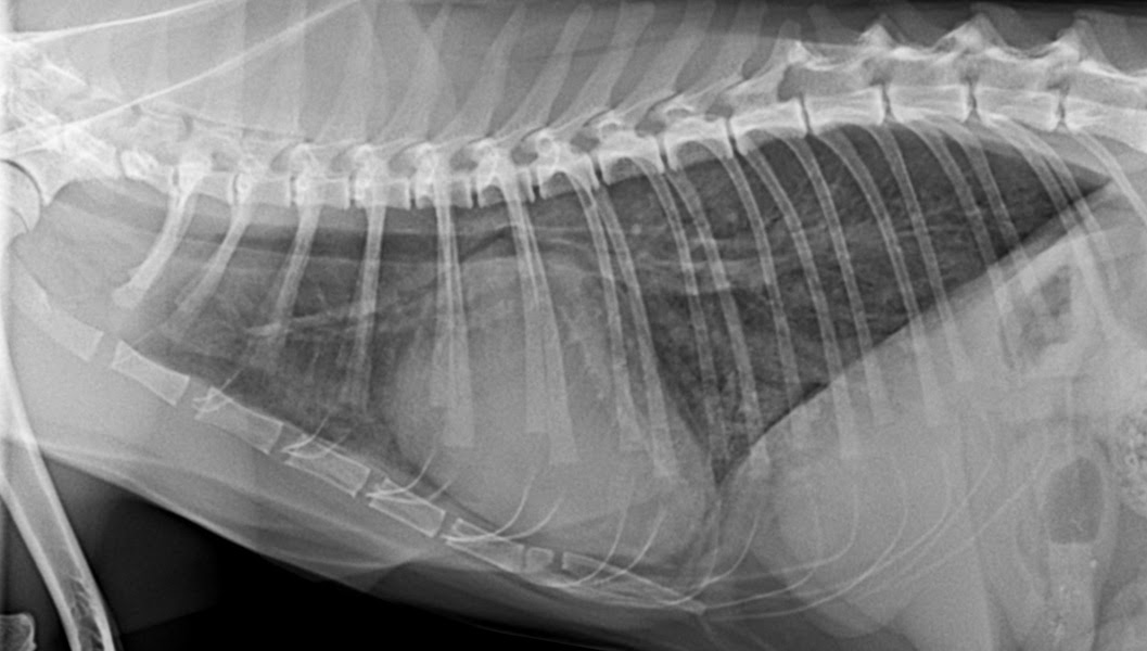 Dog Fashion and Medicine: Dyspnea (Trouble Breathing) in Dogs