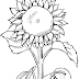 Desenho de flor para colorir e muitos desenhos de natal para colorir. Girasol