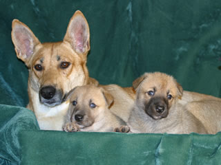 Carolina Dog Black