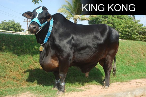 Shah+Cattle+Farm+Cow ... jpeg shah cattle farm cow 599 x 385 73 kb jpeg shah cattle farm 2013
