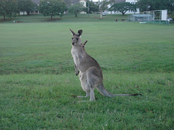 Hello Kangaroo!