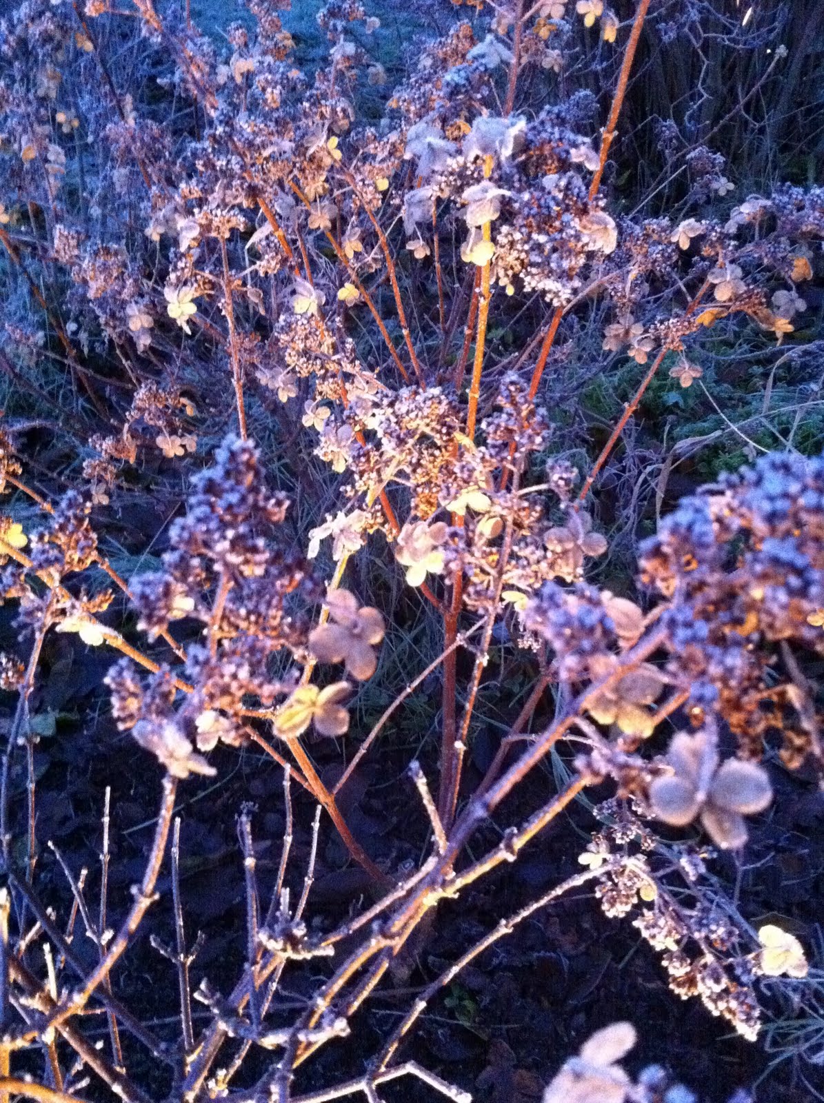 Njut i din trädgård: november 2010