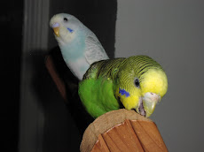 Gumdrop and Sugarcube