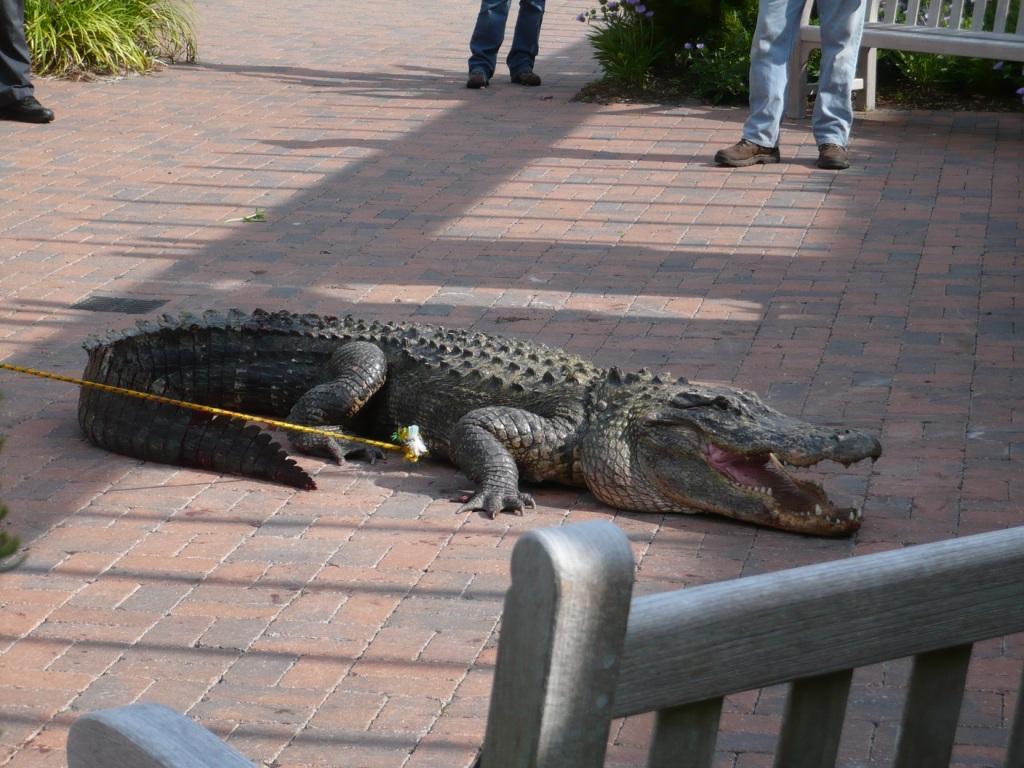 Cobblestone Destinations Wildlife on Kiawah