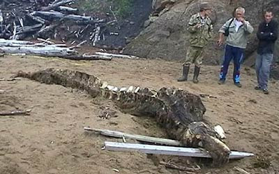 Mostro sulla spiaggia di Sakhalin Russia foto 1