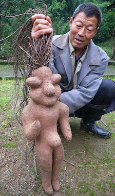 Shangai human root image photo radice umana immagine foto