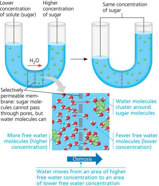 rozaini othman guru cemerlang biologi passive transport movement of water across a membrane