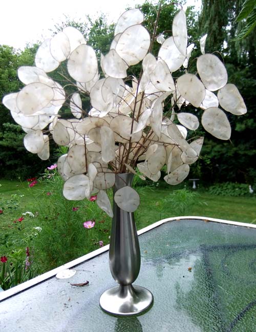 Poet Whale Studio Silver Dollar Plant