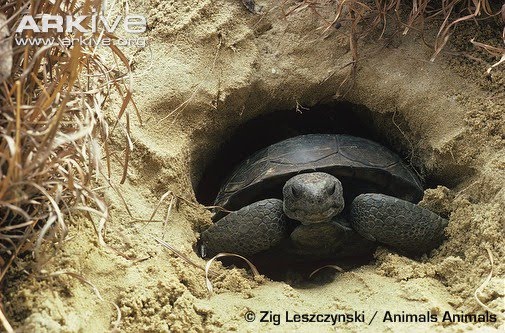 Native Florida Turtles