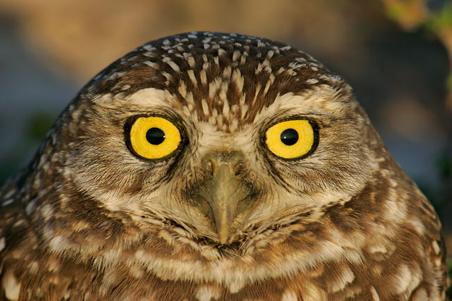 Florida Burrowing Owl