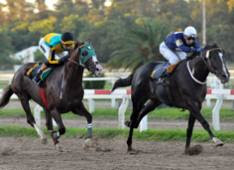Turfdiario.com