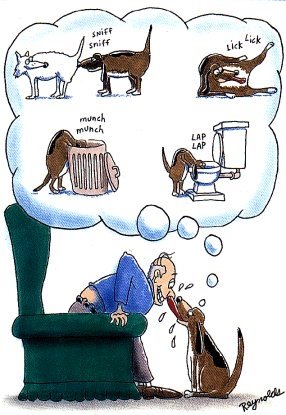 [dog.jpg]