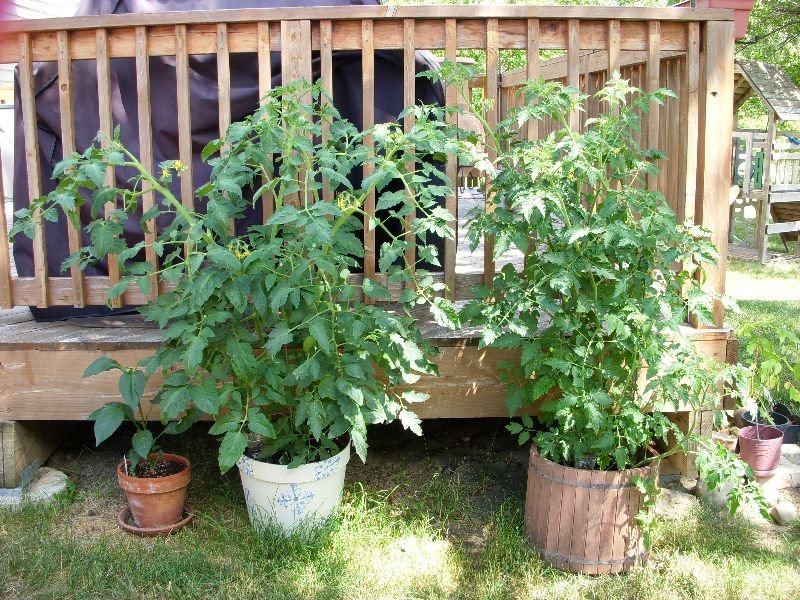 [tomato+plants.jpg]