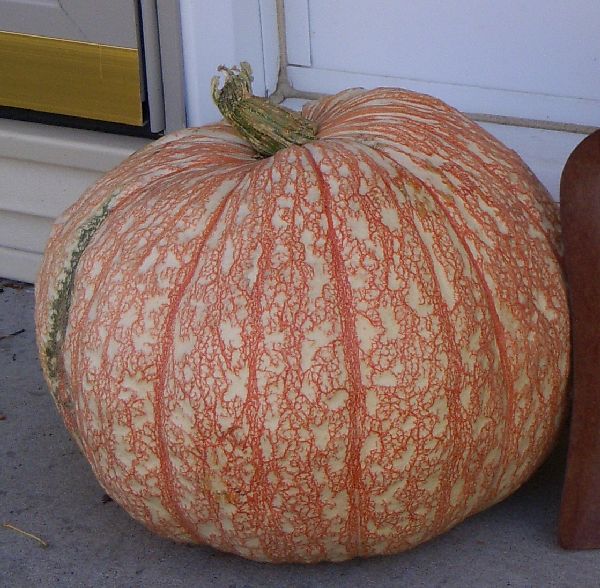 [pumpkin.jpg]
