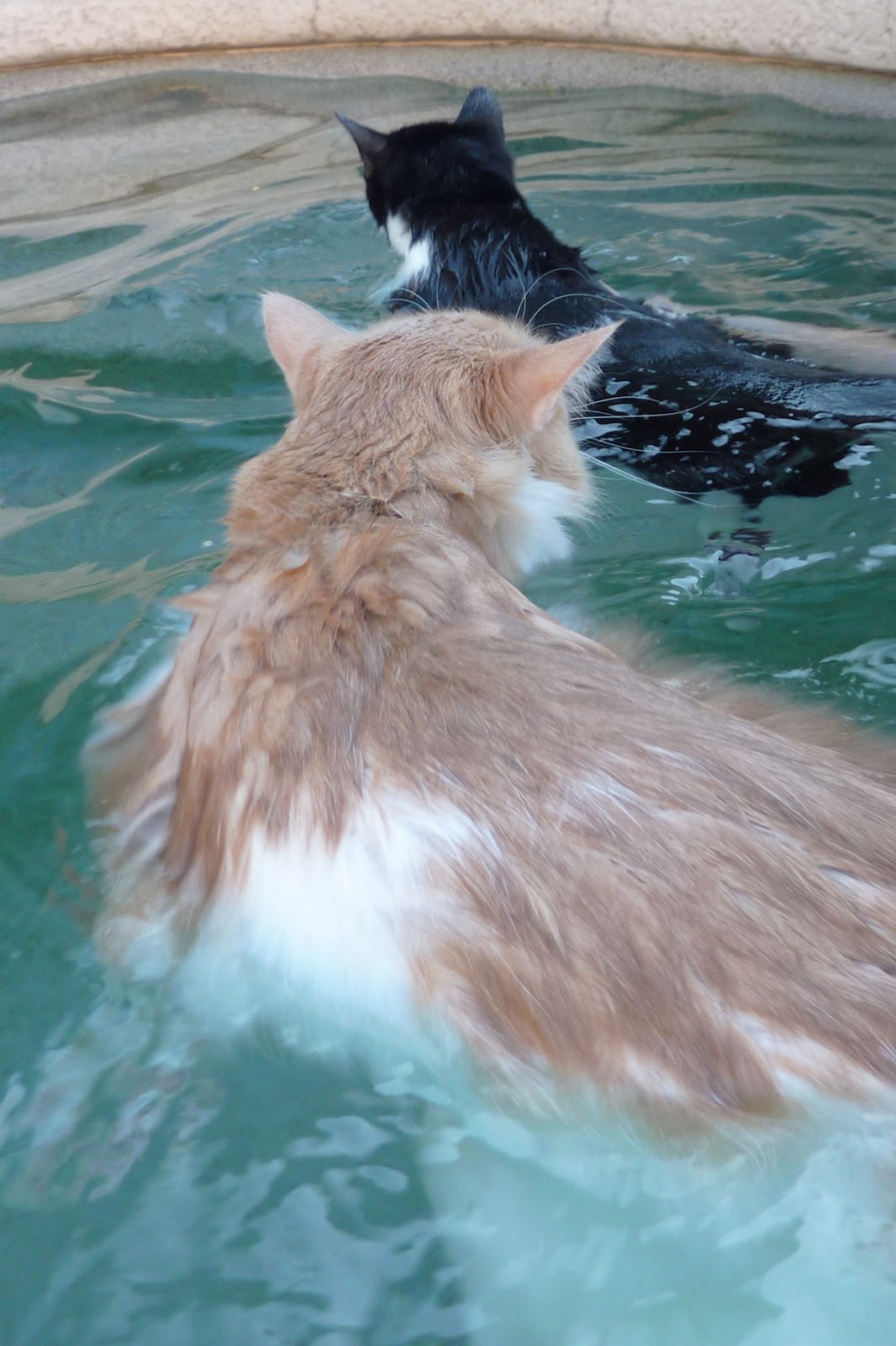 Kitten Swimming