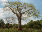 Baobab