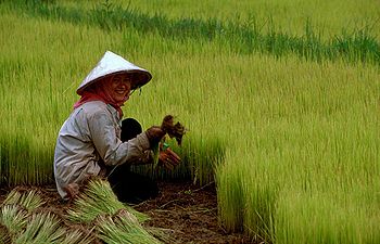 [350px-Rice_02.jpg]