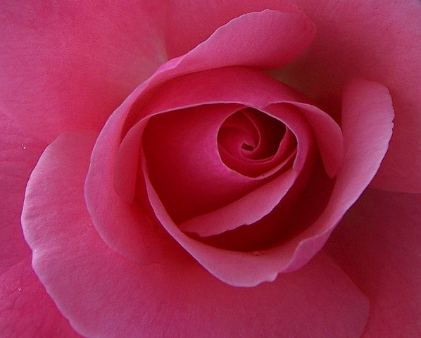 A Dark Pink Rose :: If you are
