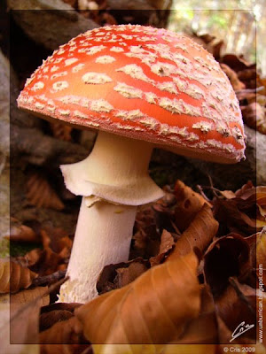 Montseny © Cris 2009
