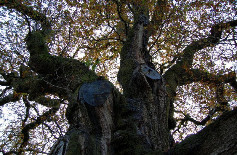 Scotland for the Senses The lonely legacy of Birnam Wood