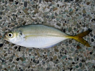 Caught Selar Using Tamban Jig at Woodland Jetty Fishing Hotspots was created to share with those who are interested in fishing on tips and type of fishes caught around Woodland Jetty Fishing Hotspots