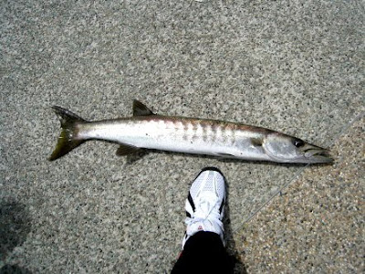 Another Barracuda Caught At Woodland Jetty Fishing Hotspots was created to share with those who are interested in fishing on tips and type of fishes caught around Woodland Jetty Fishing Hotspots.