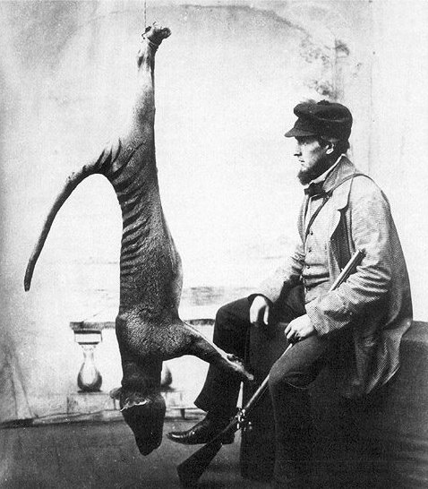 [Bagged_thylacine.jpg]