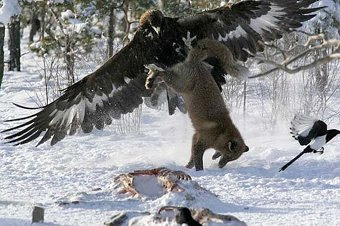 eagle vs tiger
