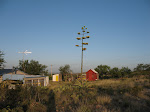 Agave in bloom