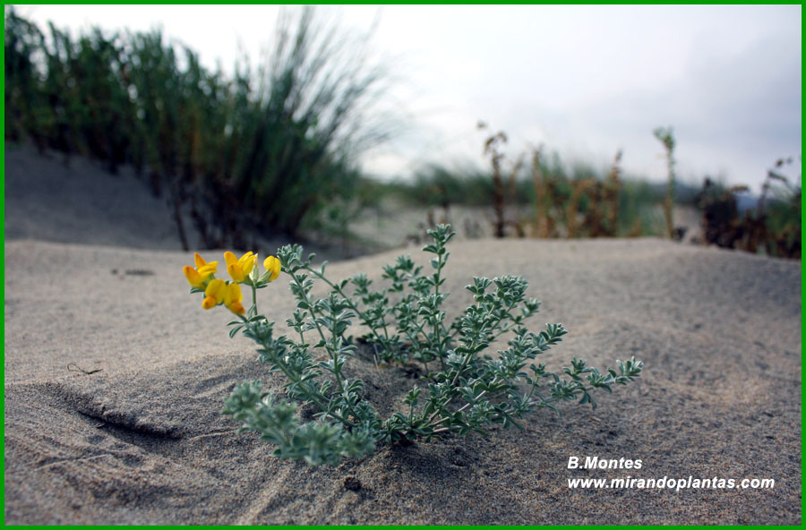 Lotus creticus L Mirando Plantas Lotus creticus L Mirando Plantas