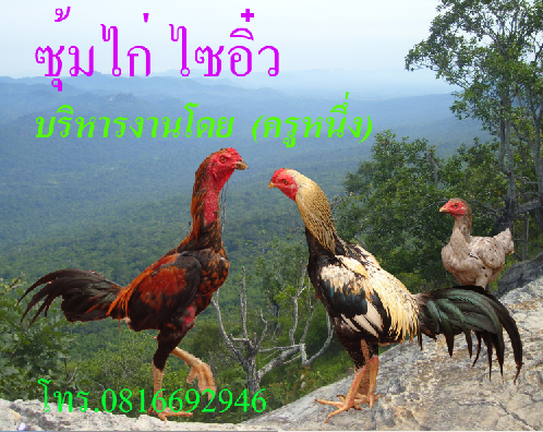 ไก่ชน ไก่ชนสายพันธ์ดีตีเจ็บ