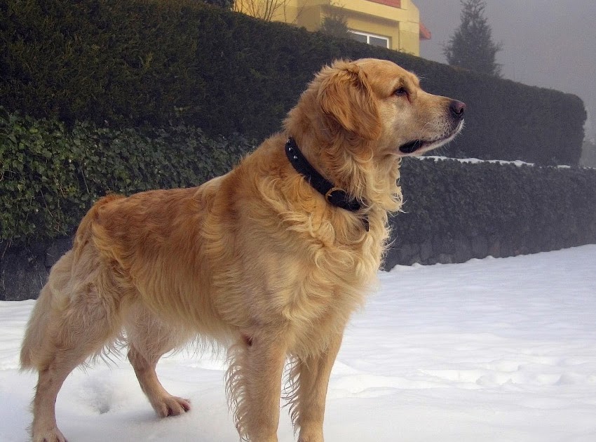 Köpek Eğitimi ve Köpek Pansiyonu, Köpek Bakımı , Köpek Satışı ve Köpek