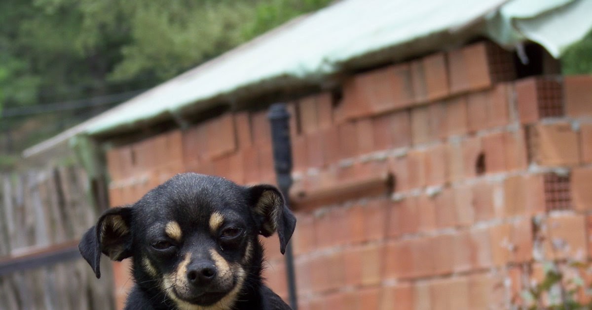 Köpek Eğitimi ve Köpek Pansiyonu, Köpek Bakımı , Köpek Satışı ve Köpek