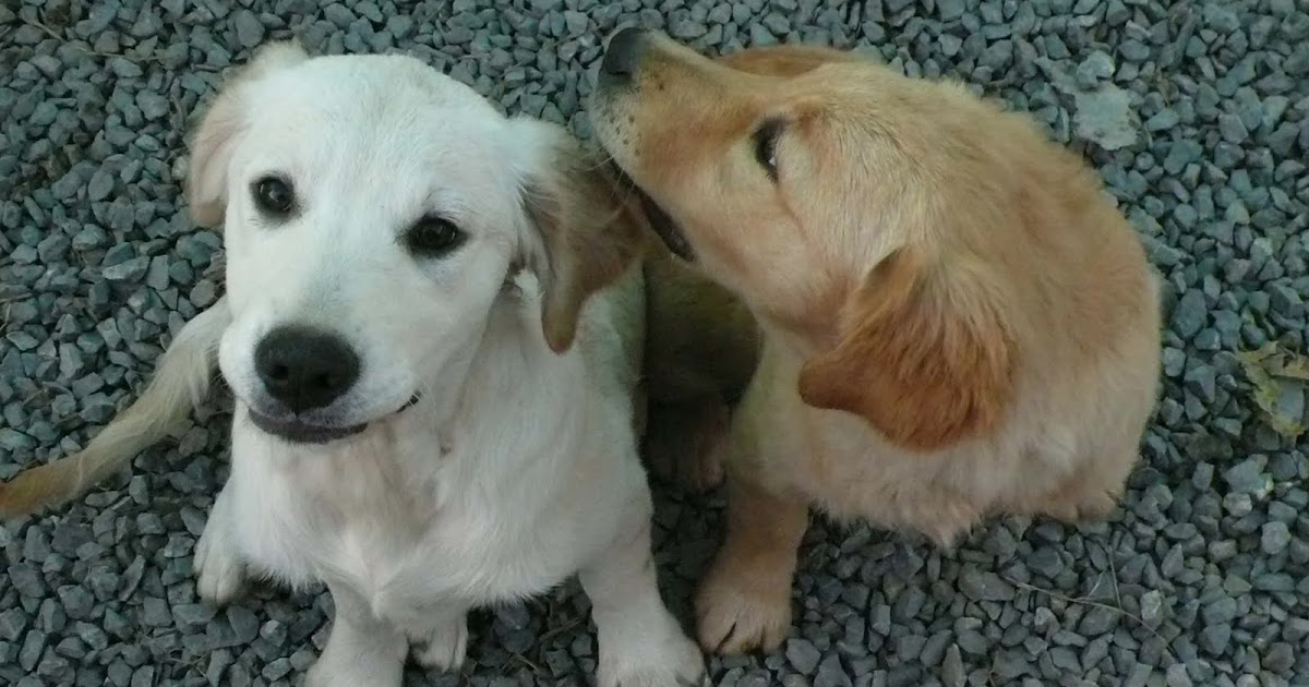 Köpek Eğitimi ve Köpek Pansiyonu, Köpek Bakımı , Köpek Satışı ve Köpek
