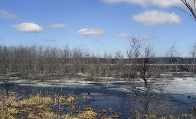 frozen swamp
