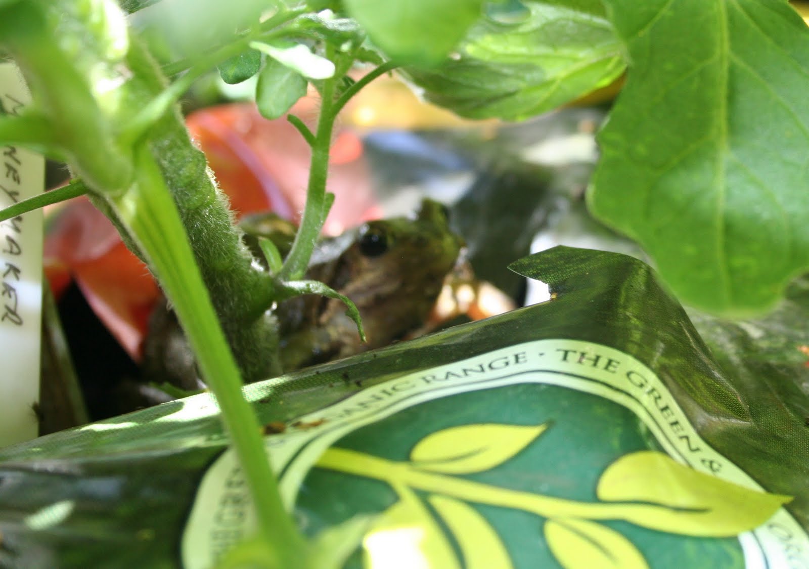 Frogs in a Grow Bag Kidsinthegarden