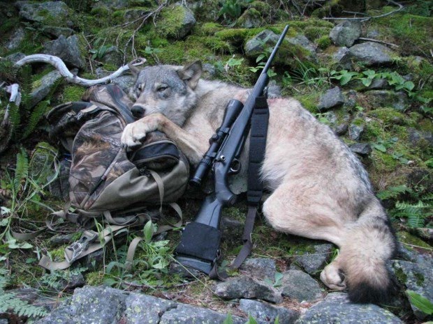 nature+-+2009+idaho+wolf+hunt.jpg