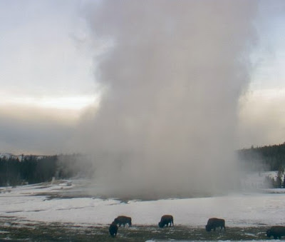 Buffalo at Old Faithful Geyser in Yellowstone National Park, USA