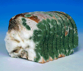 moldy stuff