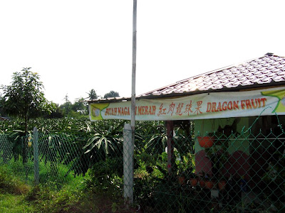 Dragon+fruit+plantation