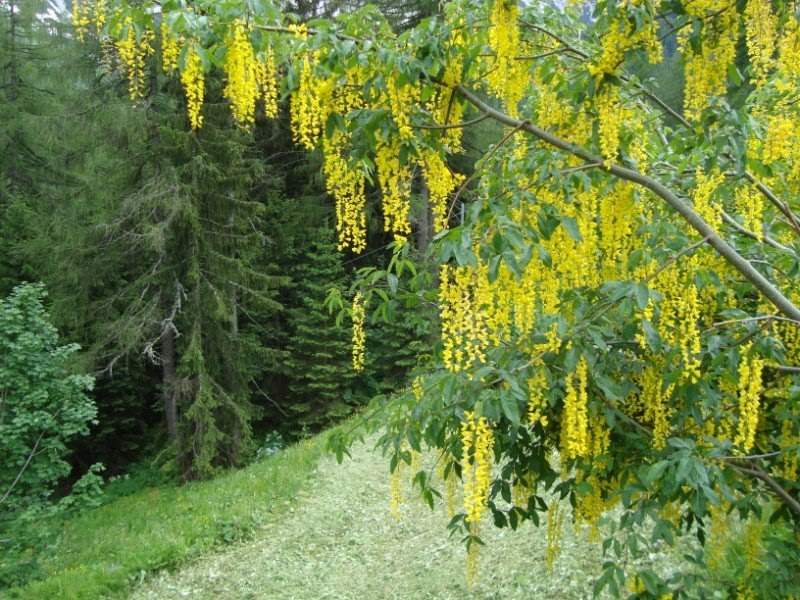 frammenti, di natura, vita, colori, luce&hellip; maggiociondolo