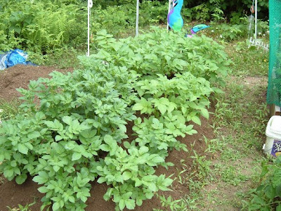 My Potato patch is lots of