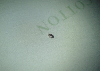 khatmal bedbug