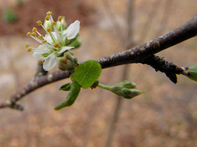 plum blossoms