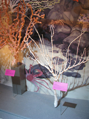 deep sea bamboo coral