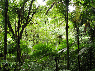 Pohnpei rainforest