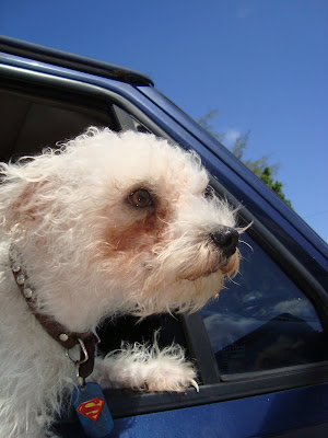 dog sticking head out window
