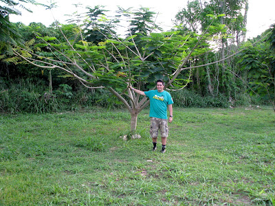 saipan flame tree